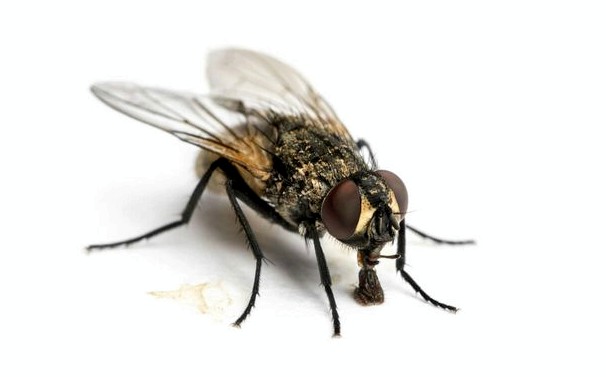 Что едят мухи?