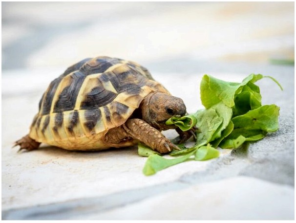 Что едят черепахи?