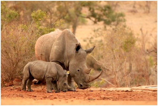 Что едят носороги?