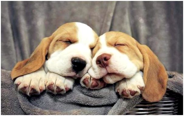 Собаки породы бассет хаунд щенки фото