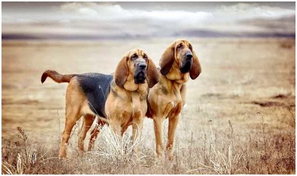 Собаки породы бассет хаунд щенки фото