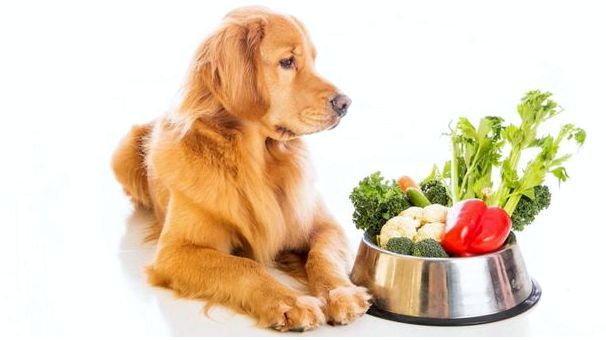 как перевести собаку на диетическое питание