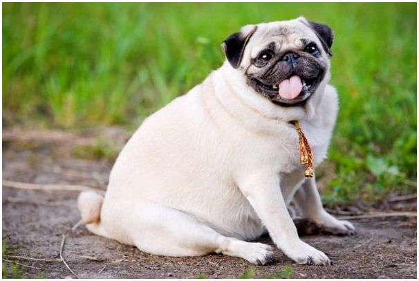 ожирение и диеты для собак