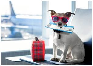 С собакой на самолете в каких самолетах можно спускаться в багажное thumbnail