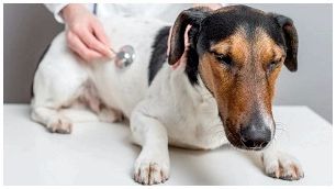 Как понять, что собака болеет: признаки здоровой и больной