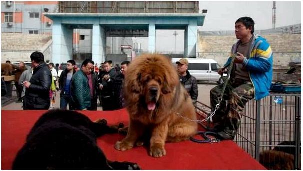 Фото пород собак тибетский мастиф фото