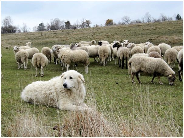 Мареммо-абруццкая овчарка на пастбище