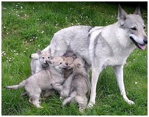 Отважные защитники или опасные хищники: гибрид собаки и волка - волкособ