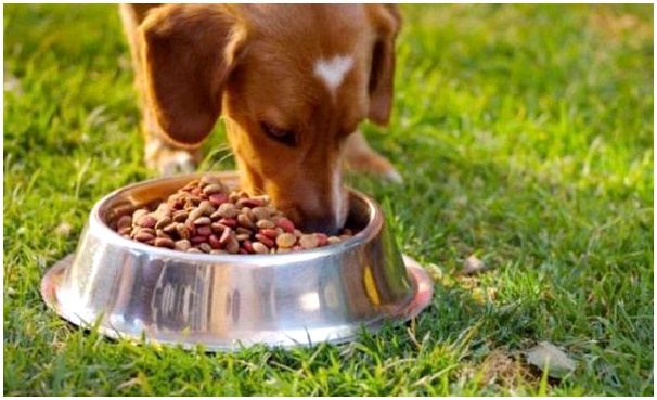 Как размочить сухой корм собаке