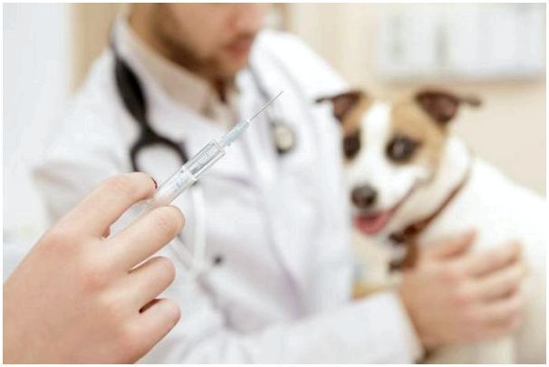 Какая реакция у собаки на вакцинацию