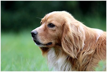 Какие заболевания бывают у собак от клещей