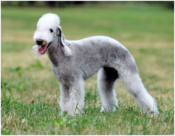 Названия самых редкие породы собак фото thumbnail