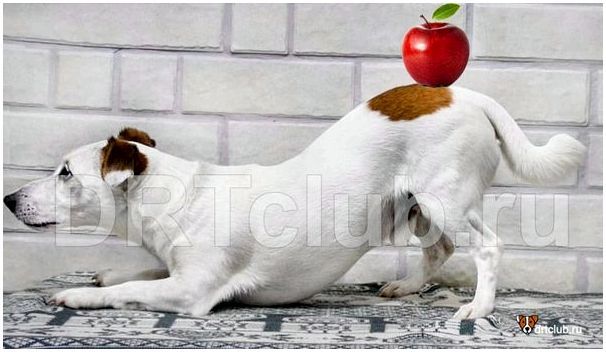 Яблоки собаке: можно или нельзя