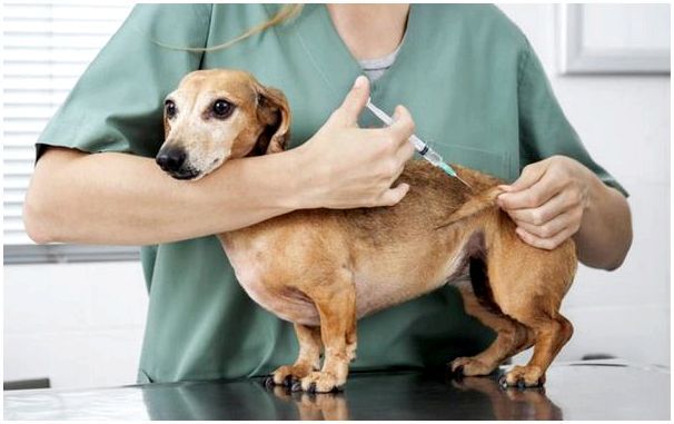 Какой вакциной прививают собак от бешенства