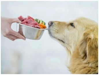 Можно ли кормить собаку сухим кормом и овощами