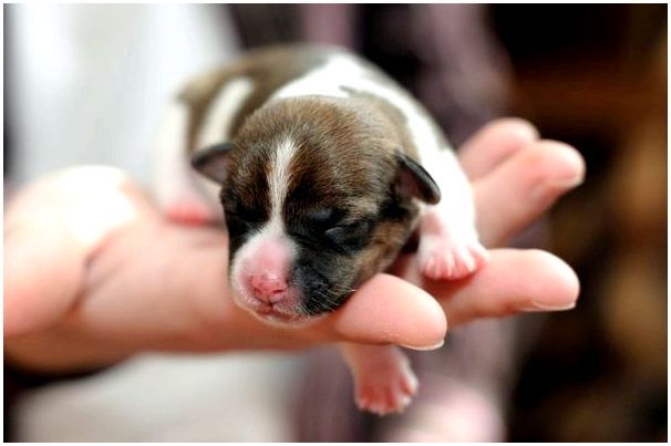 Новорожденный слепой щенок