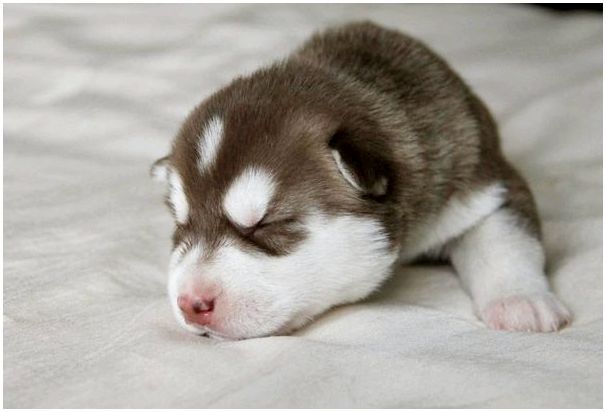 У щенка не открываются глаза после рождения 
