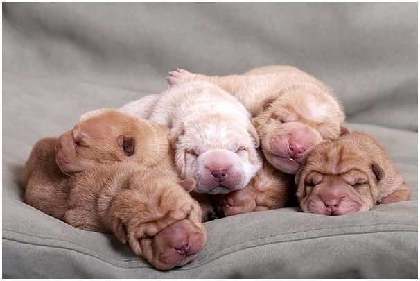 На какой день после рождения собаки открывают глаза после рождения thumbnail