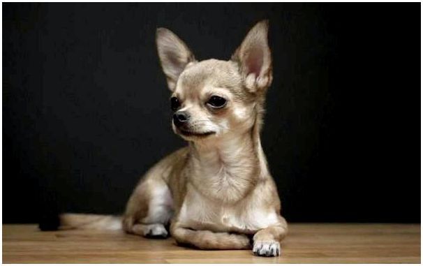 Смешные фото собак породы чихуахуа