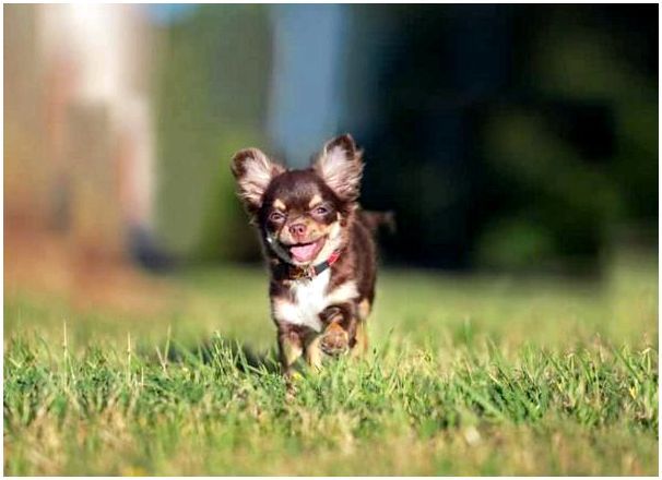 Смешные фото собак породы чихуахуа