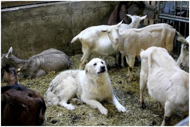 Мареммо-абруццкая овчарка охраняет стадо
