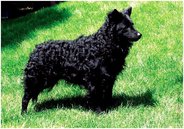 Черная собака с рыжими лапами порода thumbnail