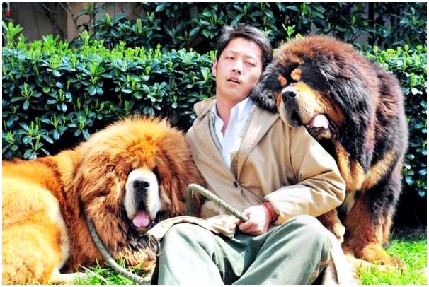 Фото собак породы тибетского мастифа