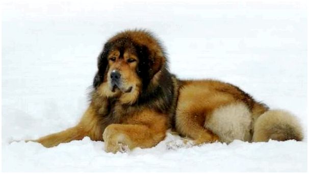 Порода собак тибетский мастиф фото