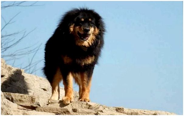 Фото собак породы тибетского мастифа