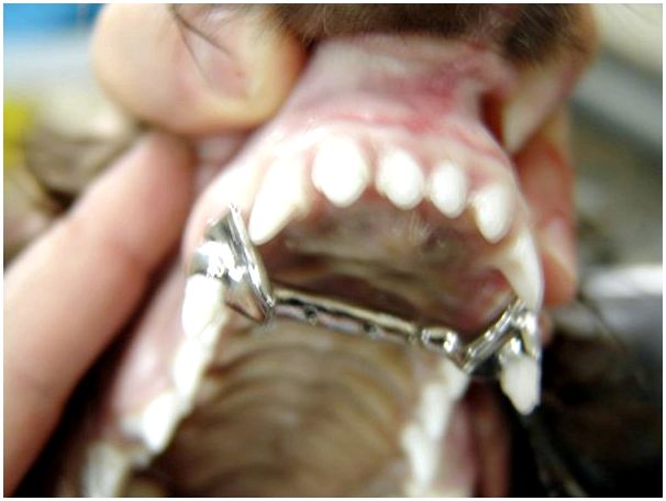 Порода собак у которой нижняя челюсть вперед thumbnail