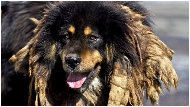 Порода собаки монгольская овчарка