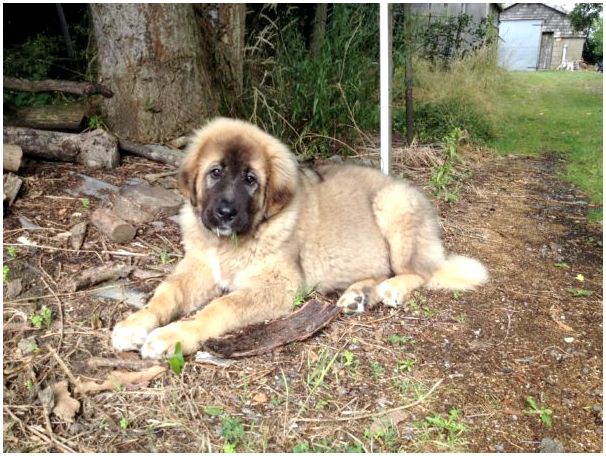 Породы собак кавказская овчарка 3 месяца
