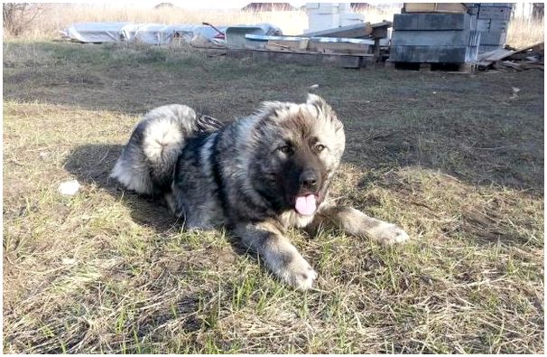 Породы собак кавказская овчарка 3 месяца