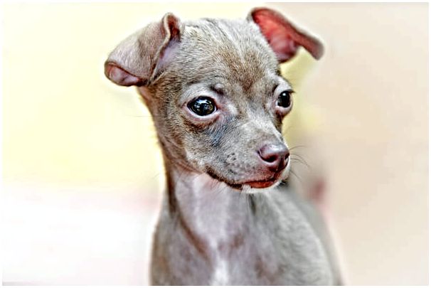 Смешные фото собак породы чихуахуа thumbnail