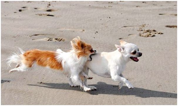 6. Чихуахуа — самые маленькие собаки в мире.