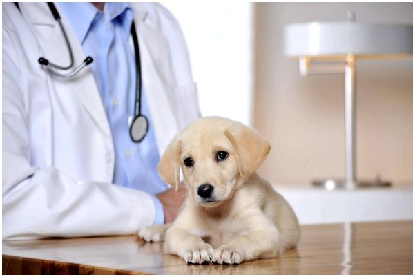 За какое время до прививки надо глистогонить собаку