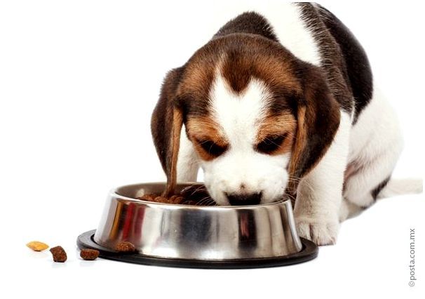 Корм для собак Advance богат витаминами и минералами
