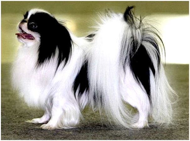 Как называется порода собаки черно белая thumbnail