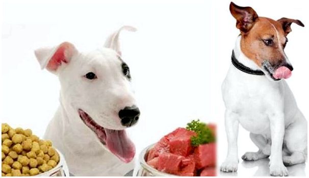 При питании собаки натуральной пищей потребуется много времени