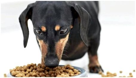 Как выбрать корм для собак с чувствительным пищеварением?