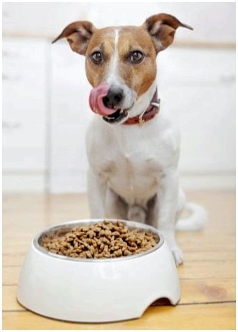 Как подобрать корм для собаки с проблемным жкт