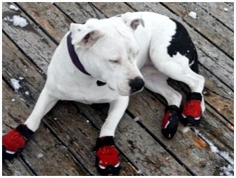 Какая есть обувь для собак