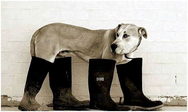 dog-boots-4