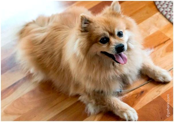 Самые красивые собаки фото с названиями thumbnail