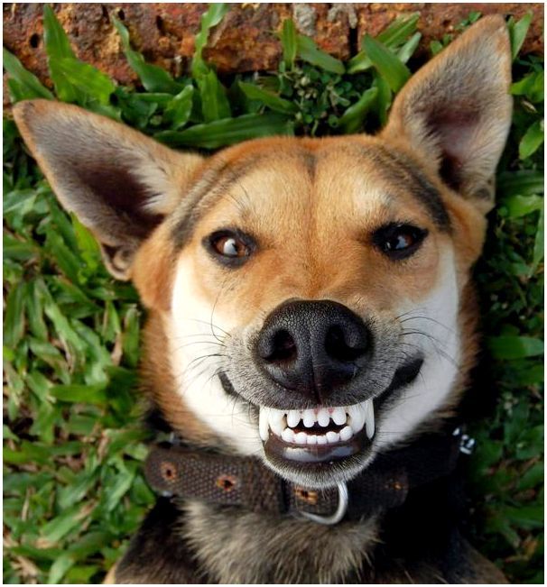 Какие собаки могут улыбаться