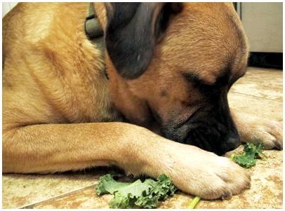 собака ест зелень