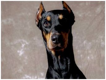 Каким породам собак купируют уши и хвост фото thumbnail