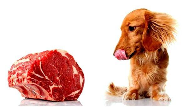 Какое мясо для собаки выбрать фото