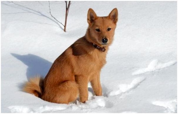 фото щенка Карело-финской лайка
