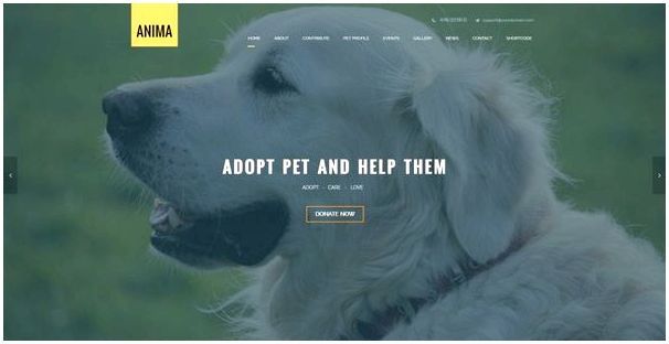 HTML шаблоны: 15 премиум HTML шаблонов для сайтов о домашних животных